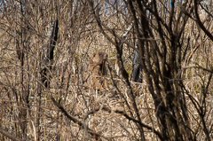 Marmota kastschenkoi