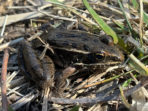 Plains Leopard Frog (Lithobates blairi), a species recorded in Missouri