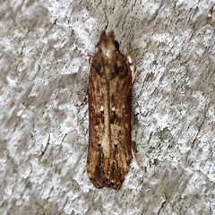 Prostomeus brunneus