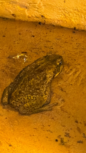 Cane Toad