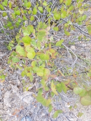Gossypium davidsonii