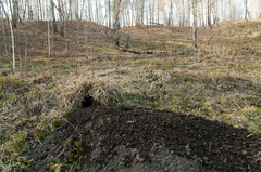 Marmota kastschenkoi