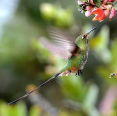 Black-Tailed Trainbearer photo 4