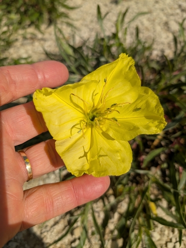 Bigfruit Evening Primrose (Oenothera macrocarpa)