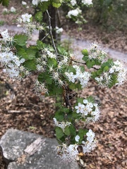 Crataegus marshallii