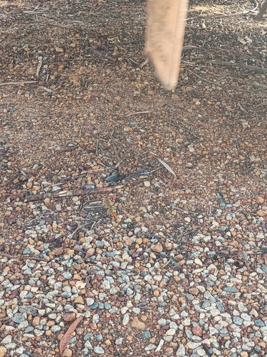 Red-headed Centipede