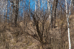 Marmota kastschenkoi