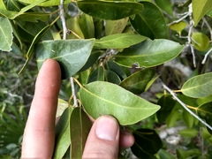 Drypetes diversifolia