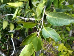 Drypetes diversifolia