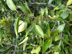 Drypetes diversifolia