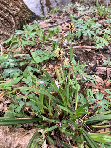 Carey's sedge (Carex careyana)