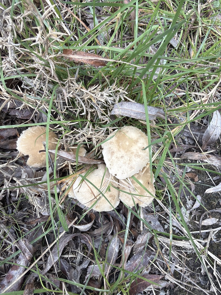 Candolleomyces candolleanus · April 2026 · photo: © phytomine (iNaturalist, cc0)