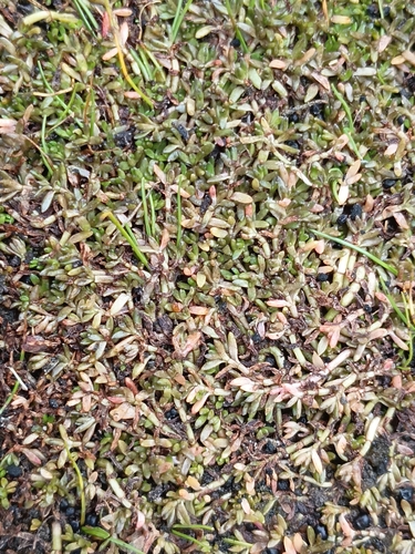 New Zealand Pygmyweed (Crassula helmsii)