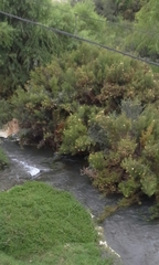 Heliotropium stenophyllum