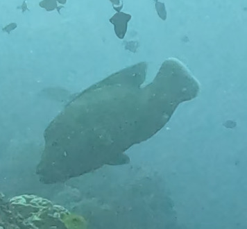 Napoleon Wrasse