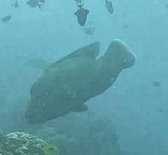 Napoleon Wrasse