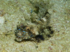 Dactylopus dactylopus