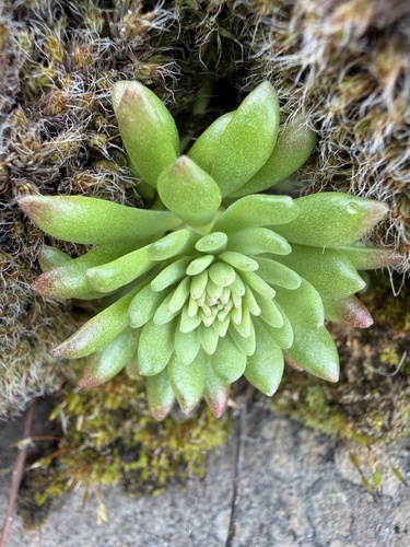 Leiberg stonecrop (Sedum leibergii)