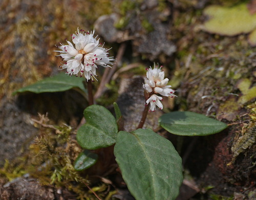 Bistorta tenuicaulis observed 2026-03-28