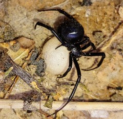 Steatoda