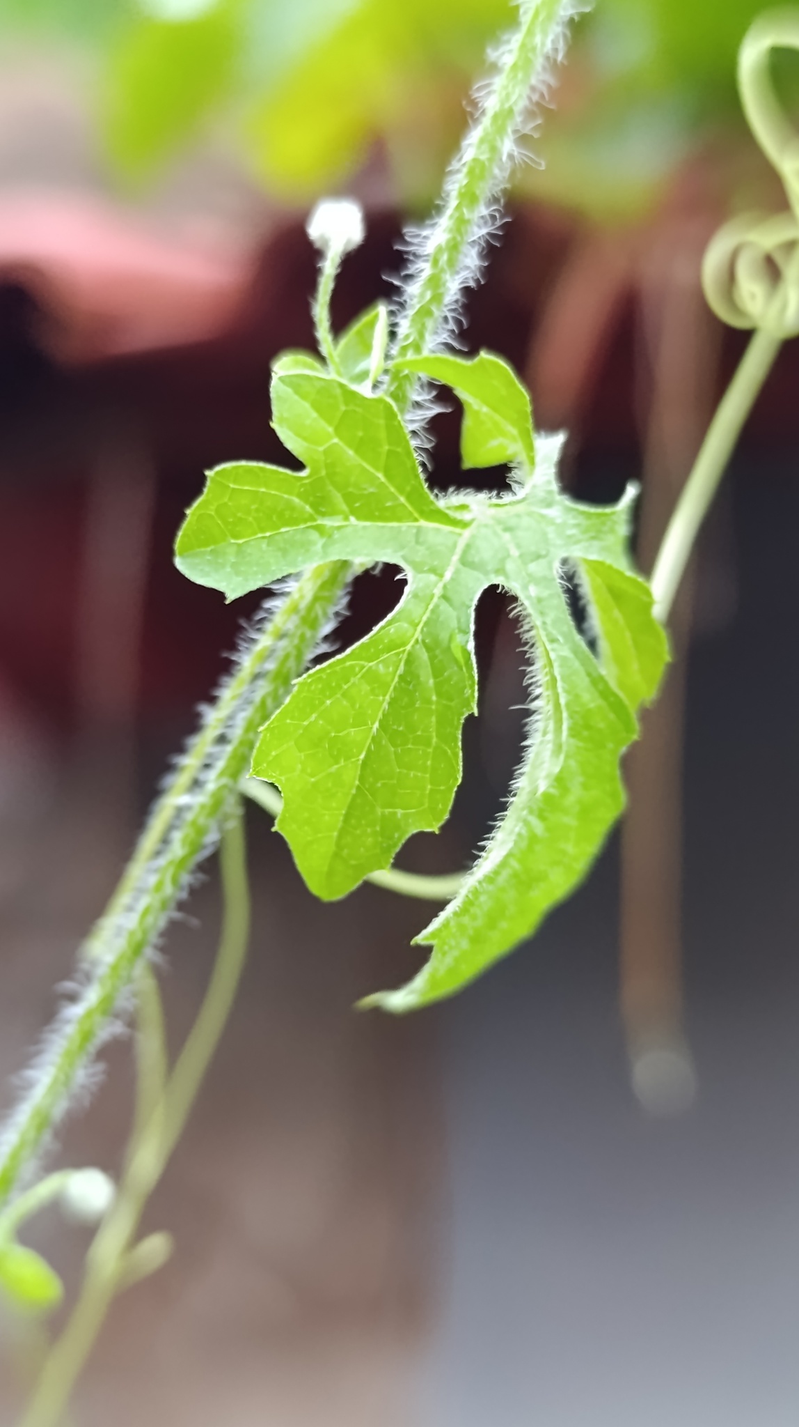 Momordica charantia