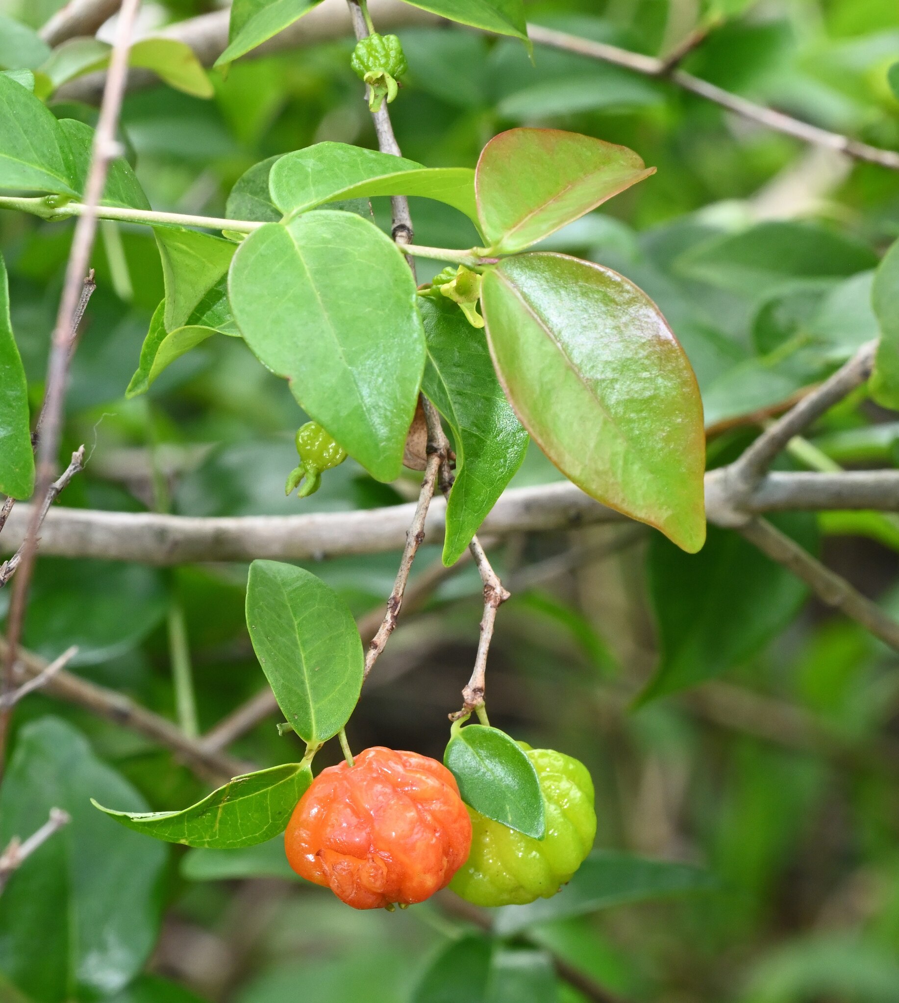 Surinam Cherry (Eugenia uniflora)