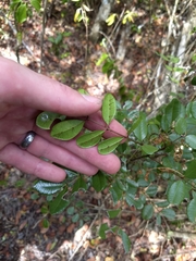 Zanthoxylum coriaceum