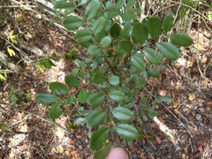 Zanthoxylum coriaceum
