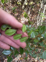 Zanthoxylum coriaceum