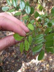 Zanthoxylum coriaceum