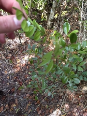 Zanthoxylum coriaceum