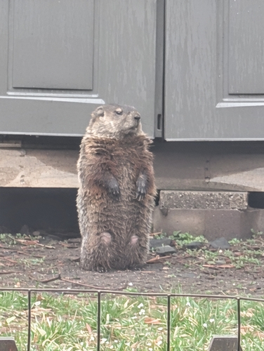 Groundhog photographed in Connecticut