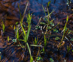 Dulichium arundinaceum