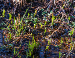 Dulichium arundinaceum