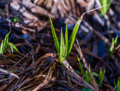 Dulichium arundinaceum