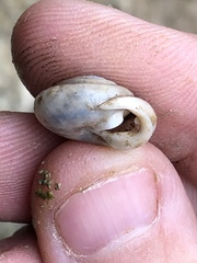 Inflectarius smithii