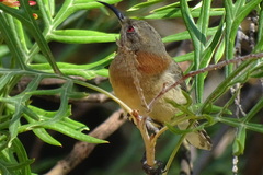 Acanthorhynchus superciliosus
