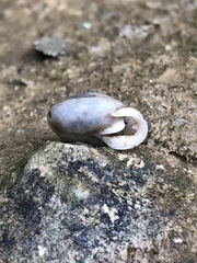 Inflectarius smithii