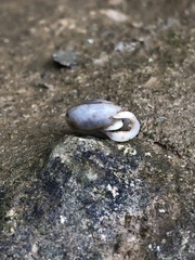 Inflectarius smithii