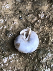 Inflectarius smithii