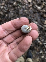 Inflectarius smithii