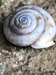 Inflectarius smithii