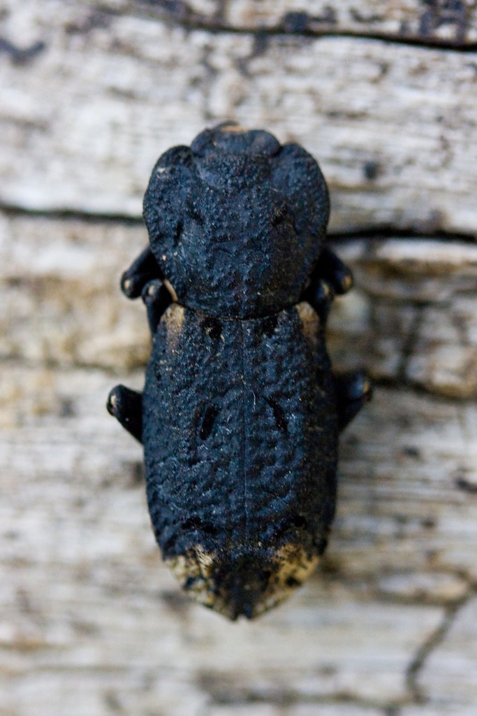 Diabolical Ironclad Beetle