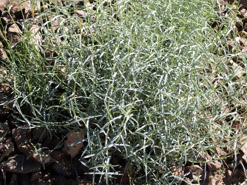 Death Valley beardtongue (Penstemon fruticiformis)