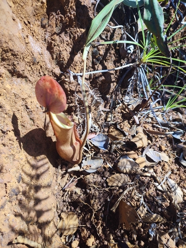 New Caledonia Pitcher Plant (Nepenthes vieillardii)