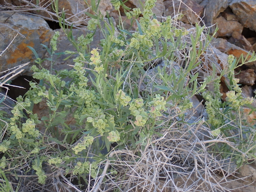 Hopsage (Grayia spinosa)