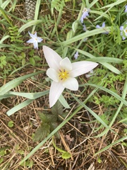 Zephyranthes atamasco