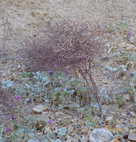 Pagoda Buckwheat (Eriogonum rixfordii)