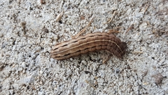 Xestia xanthographa