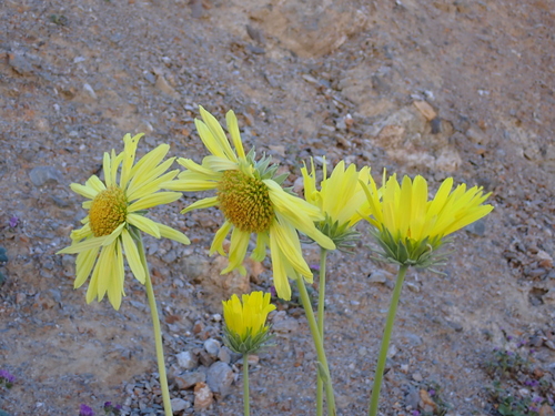Panamint Daisy (Enceliopsis covillei)